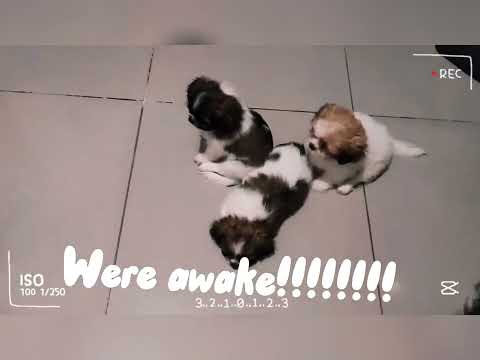 The daily routine  of the playful puppies shih tzu