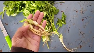 Growing coriander from cutting roots//dhania growing at home