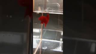 super Red Betta fish grooming #intermiami #viral #viralvideo #fishkeeping #bettabreeder #bettalovers