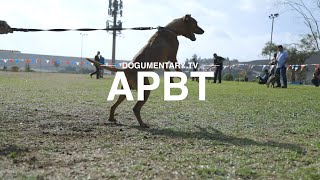 AMERICAN PITBULL TERRIER: BREED REVIEW