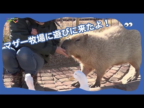 マザー牧場でた〜〜くさんの動物とふれあったよ！