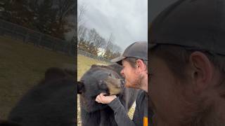 The bears woke up EARLY!!! #animals #animalsofyoutube #dangerousanimals #coolanimals