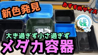 メダカ飼育容器の新色発見！～大き過ぎず小さ過ぎずおすすめの飼育水槽～【媛めだか】