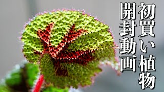 【観葉植物の初買い】宇宙級の美しい植物とキモカワな子を購入