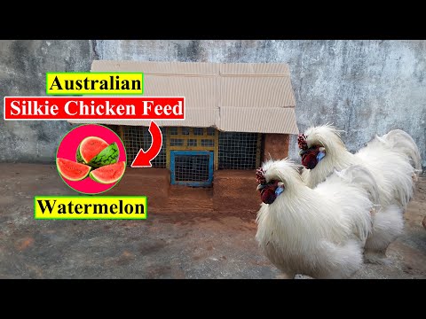 Australian Silkie Chicken Feed | Watermelon | Organic Chicken Feed | Birds and Animals Planet