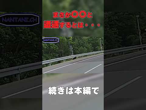 ツーリング中に熊に遭遇するとは　 #shorts   #short #motovlog #モトブログ #バイク #岐阜  #ツーリング #shortvideo #熊