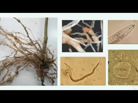 Plant Parasitic Nematodes of Agricultural Importance, their Management, life cycle, damage, control.