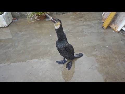 A cormorant swallows a 40cm fish easily