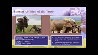 Elephant trunk abilities and anatomy