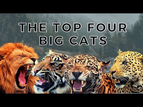 Big Cats | Top four big cats in the world | Documentory #bigcat #comparision