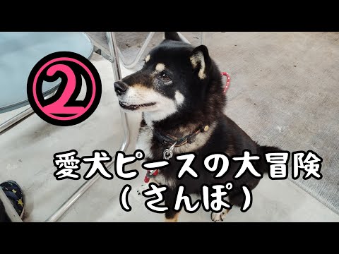 愛犬　ピース　散歩　2　柴犬　黒柴　雪　雨