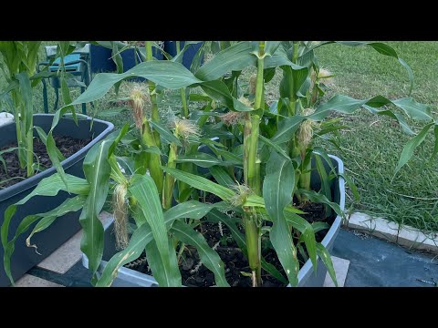 Harvesting my late summer sweet corn 🌽 #earlysunglowcorn