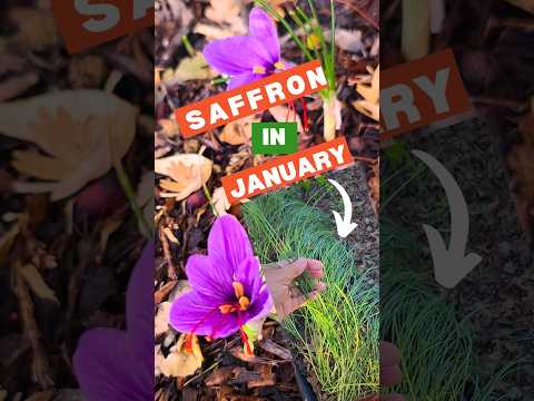 SAFFRON: What to expect in January...