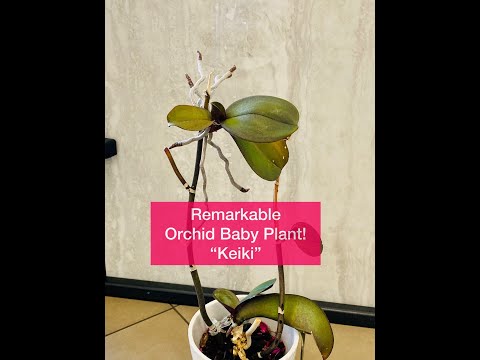 Spontaneous Orchid Plant: Keiki (Phalaenopsis)😀 Shirley Bovshow #shorts