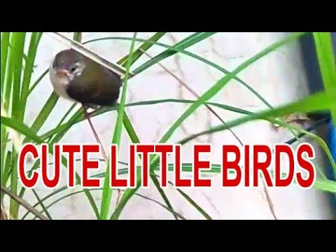 Cute Birds Nest in Money Plant Leaf