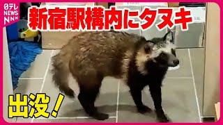 【出没】新宿駅構内にタヌキ現る/新潟で白いカモシカ？/「茶の間にクマがいる」と通報/「シシ神みたい」東京・府中市で“シカ”目撃　など