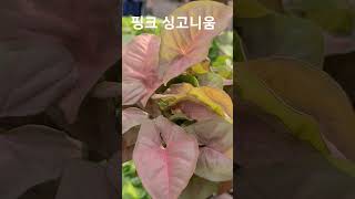 헬로우가든마켓 핑크 싱고니움