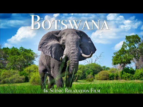 Botswana & Okavango Delta 4K - Scenic Wildlife Film With African Music