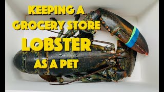 Keeping A Grocery Store Lobster As A Pet