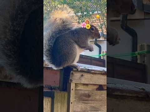 Squirrel eating in the sunshine ☀️🐿️#shortsvideo #squirrel #squishy