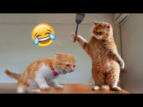 Funniest Animals🤣😂 | Try Not To Laugh Challenge | I Laugh Until I Cried😋😁