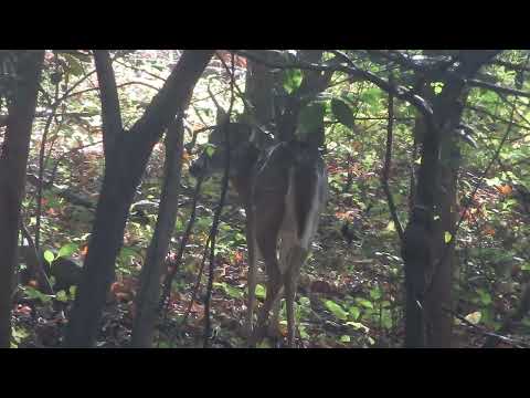 Deer Through the Woods