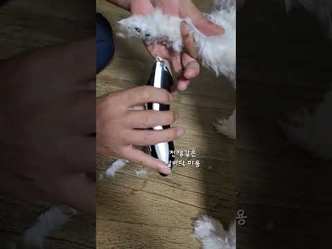 참지않는 말티즈의 발바닥 미용 시간(지지않는 아빠👨) #강아지 #dog #puppy #강아지브이로그 #가족 #댕댕이일상 #쇼츠 #개아들 #shorts #말티즈 #말티즈는참지않지