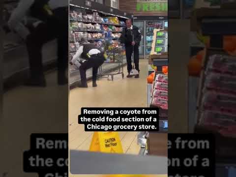 Removing a coyote from the cold food section of a Chicago grocery store.