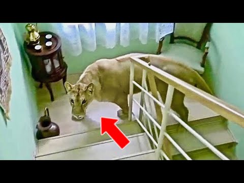 Lion Suddenly Enters Woman's Appartement. But it was Too Late When She Realized Why...