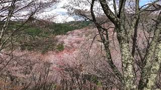 Yoshinoyama Cherry Blossoms