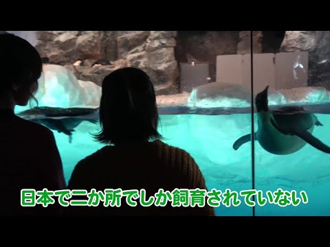 758探訪～名古屋港水族館編2/5～【佳村はるか・本渡楓】