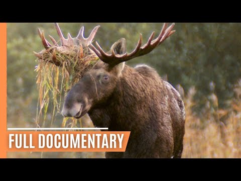 Nature's Haven -  Moose Life in Matsalu National Park | Full Documentary