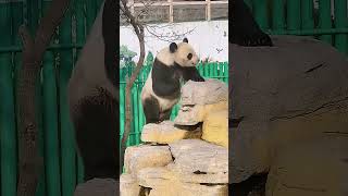 Adorable Panda Climbing Adventures! #PandaLove #CuteOverload #WildlifeParkExcursion