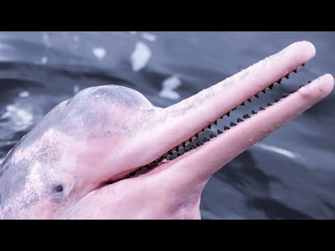 Facts: The Pink River Dolphin (Amazon River Dolphin)