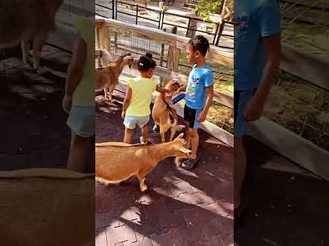 Pet goat #zoo #Animals #goats #wildlife