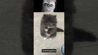 Adorable Baby Kittens: A Cute Overload