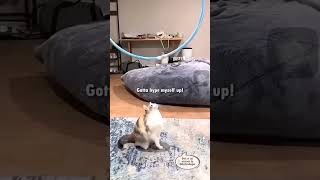 #cats #catsfunnyvideos #catmind #funny #cats