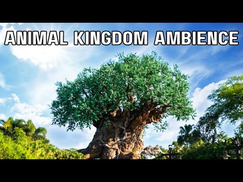 A Day At Disney World's Animal Kingdom! | No Talking, Just Calm Vibes