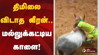 திமிலை விடாத வீரன்.,மல்லுக்கட்டிய காளை! | Alanganallurjallikattu | MADURAI