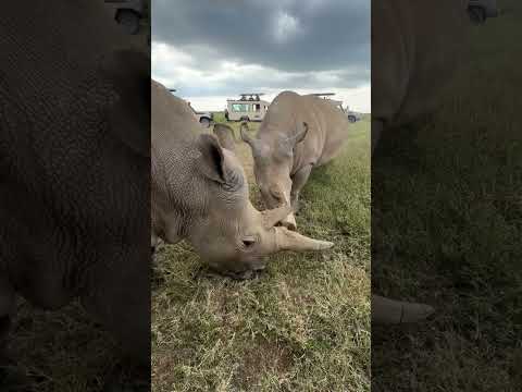 Safari in Ol Pejeta Conservancy in Kenya, 2024