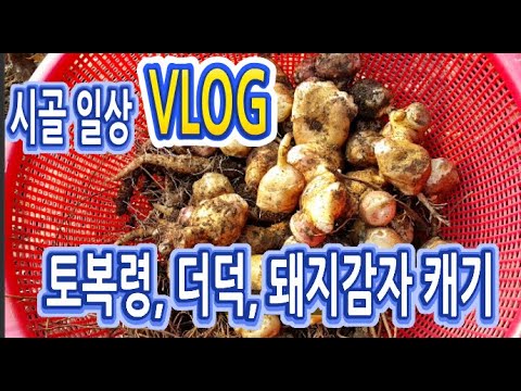 브이로그 VLOG : 토복령, 더덕, 돼지감자 캐기