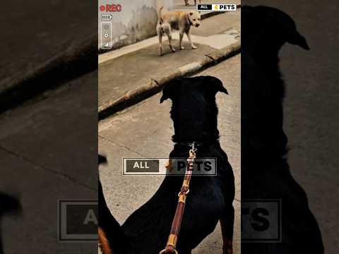 Aggressive Street dog vs Rottweiler dog #dog #rottweiler #streetdog #animals #shorts