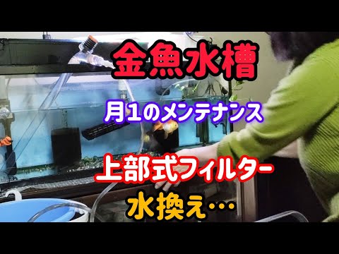 [金魚]　久しぶりの水換え動画です！月始めは、上部式フィルターのメンテ…　次回の予告…