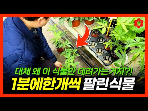 [실내식물] 집에 이 식물이 없다구요?! 설마..ㅣ🇰🇷한국에서 가장 많이 팔린 1등 식물은 바로 이 식물입니다ㅣ🍊열매 달린 식물이 잘 죽는 이유, 식물 성장에 꼭 필요한 '이것'