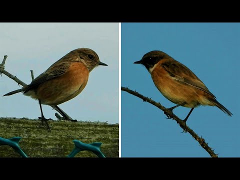 STONECHATS Chatting Vocals  ♫  Male & Female ♫  Calling Chirping Call