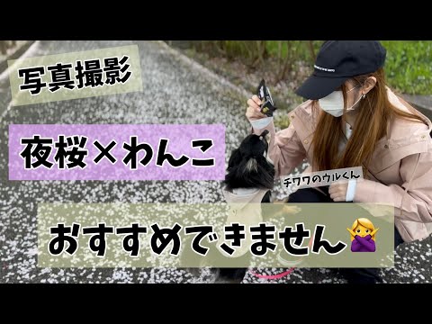 【犬とお花見】夜桜は諦めて昼間の撮影にしました🐶🌸〜わんことお花見2024〜in釜の淵公園