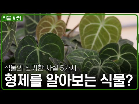 식물도 지능이 있다? 식물에 관련된 놀라운 사실 top5