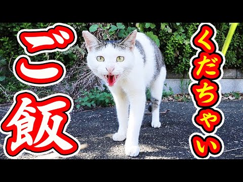 激怒シャーシャー言う猫にご飯あげたら・・・ さくらねこへの給餌