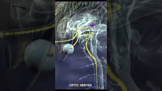 What is the Optic nerve ? #optic #nerves #eyes