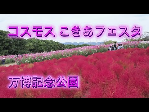 コスモス こきあフェスタ 2024 万博記念公園 大阪